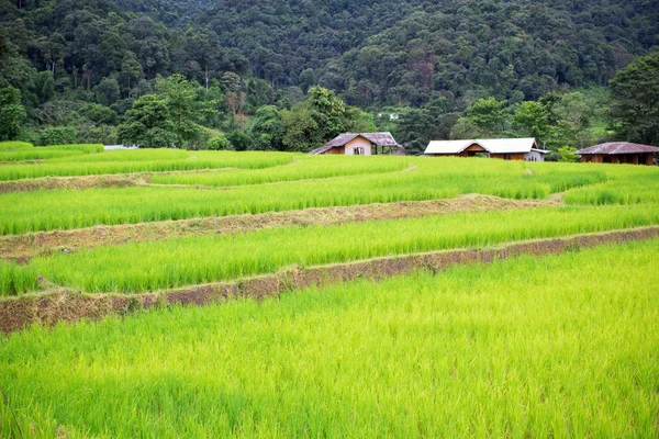 Рисовое поле в Чиангмае, Таиланд — стоковое фото