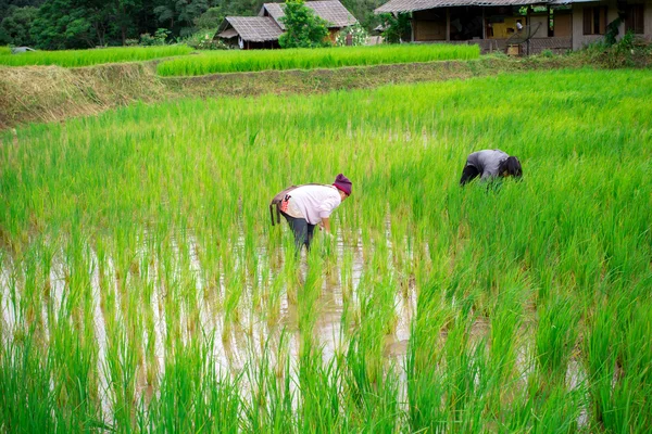 Trabalhadores não identificados estão colhendo arroz — Fotografia de Stock