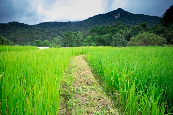 Natural Thai rice field in Chiangmai, Thailand — Stock Photo, Image