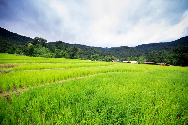 Campo de arroz natural tailandés en Chiangmai, Tailandia —  Fotos de Stock