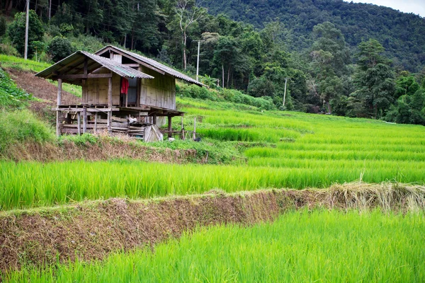 Přírodní thajské rýžové pole v chiangmai, Thajsko — Stock fotografie