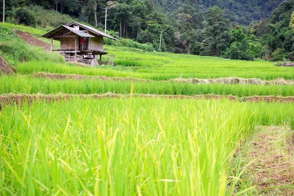 Přírodní thajské rýžové pole v chiangmai, Thajsko — Stock fotografie