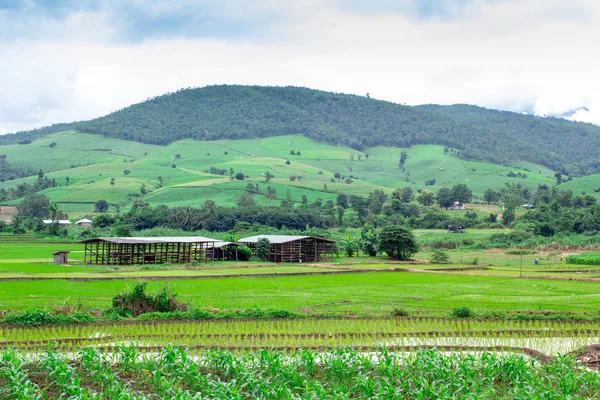 チェンマイ、タイで自然なタイの田んぼ — ストック写真