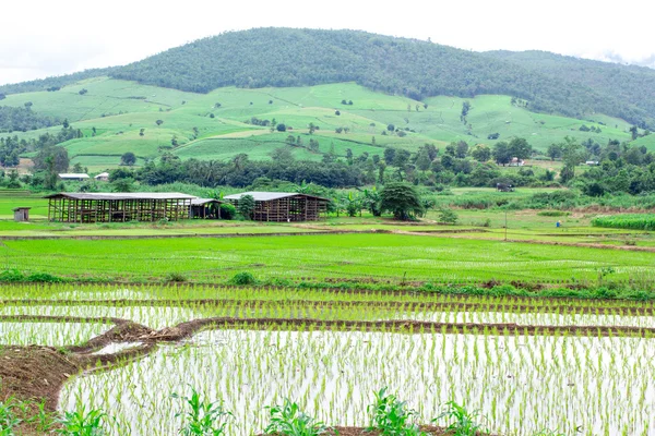 Natural Thai rice field at Chiangmai, Thailand — Stock Photo, Image