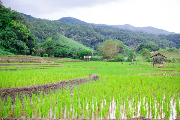 Naturliga Thai risfält på Chiangmai, Thailand — Stockfoto