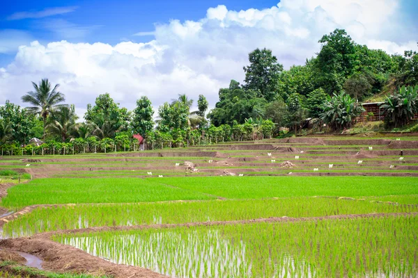 Natürliches thailändisches Reisfeld bei Chiangmai, Thailand — Stockfoto