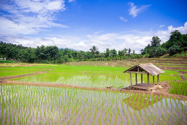 Natuurlijke Thaise rijst veld in Chiangmai, Thailand — Stockfoto