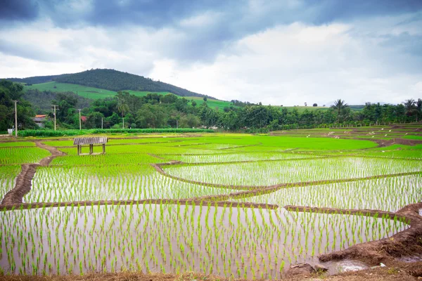 チェンマイ、タイで自然なタイの田んぼ — ストック写真