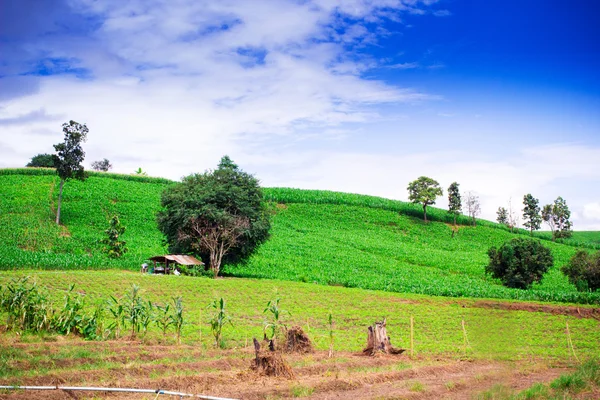 トウモロコシ畑と青い空を背景に山の田んぼの自然の風景 — ストック写真