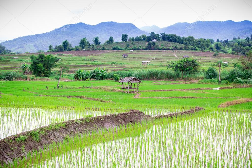 Natural Thai rice field at Chiangmai, Thailand