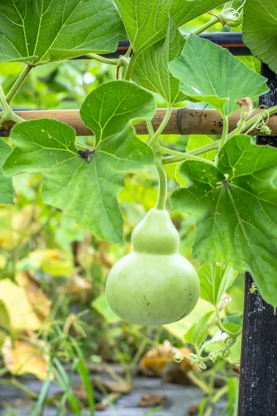 Fresh calabash — Stock Photo, Image