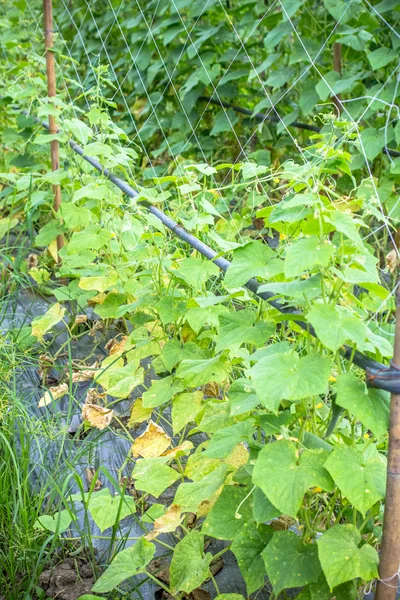 Una planta de calabaza natural —  Fotos de Stock