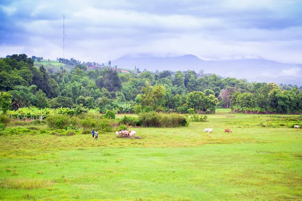 Naturalny krajobraz sceny ryżu pola — Zdjęcie stockowe