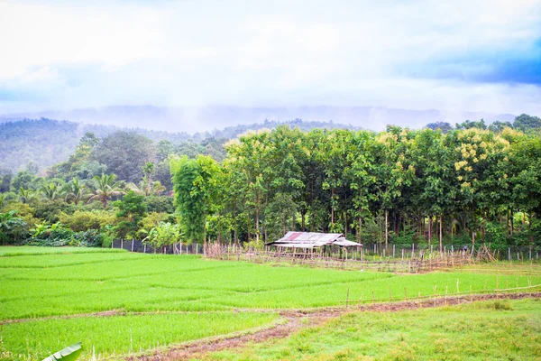 Natural landscape scene of rice field — Stock Photo, Image