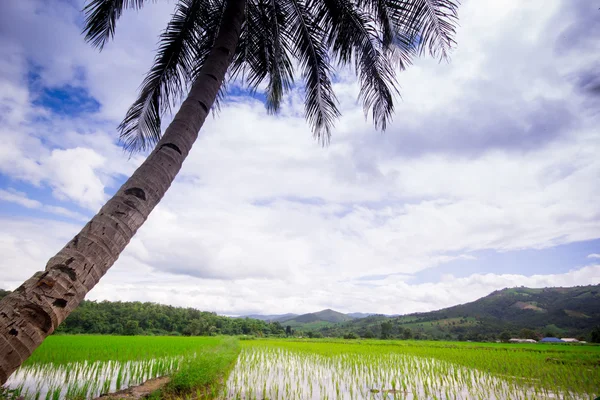Přirozené thajské rýžové pole — Stock fotografie