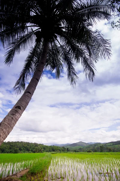 Câmp de orez thailandez natural — Fotografie, imagine de stoc