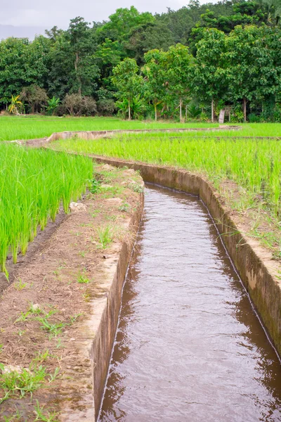 Natural Thai rice field — Stock Photo, Image