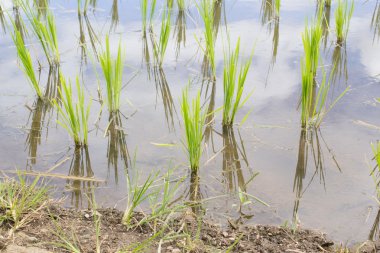 Doğal Tayland pirinç alan