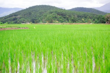 Doğal Tayland pirinç alan