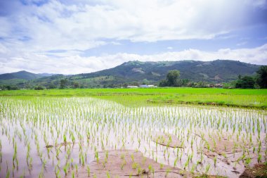 Doğal Tayland pirinç alan