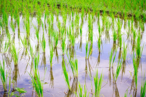 Campo de arroz natural tailandês — Fotografia de Stock