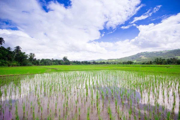 Natural Thai rice field — Stock Photo, Image