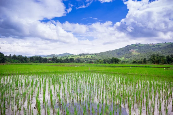 Natural Thai rice field — Stock Photo, Image