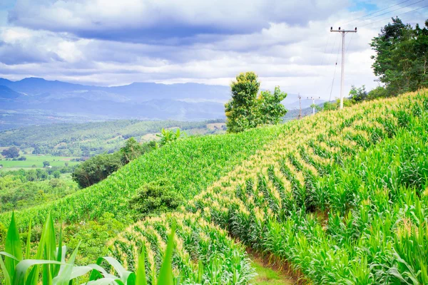 Natural landscape view of village and corn filed on mountain — Stock Photo, Image