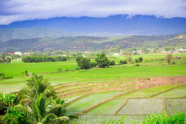 Naturlandskapet Visa ris arkiverat på berg — Stockfoto