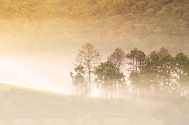 Sabah sisli ormanın bulanık ve yumuşak arka plan