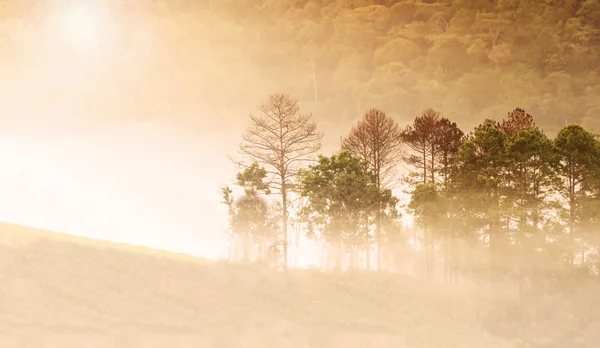 朝の霧の森のぼやけたとソフトの抽象的な背景 — ストック写真