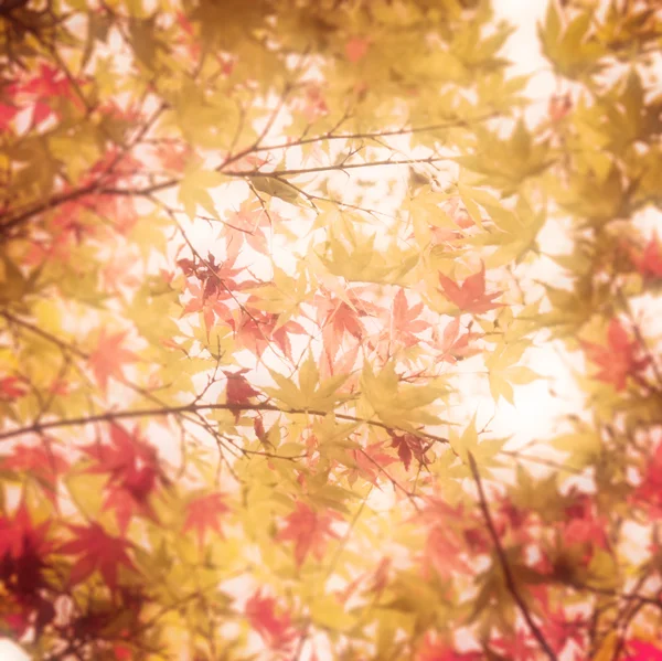 Abstrakte verschwommene Herbst verlassen Hintergrund — Stockfoto