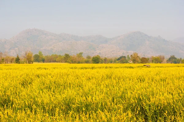 Field of Crotalaria Juncea flower — Stock Photo, Image