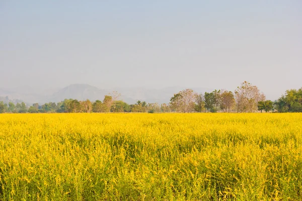 Field of Crotalaria Juncea flower — Stock Photo, Image