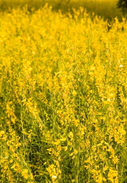 Закрытый желтый цветок Crotalaria Juncea — стоковое фото