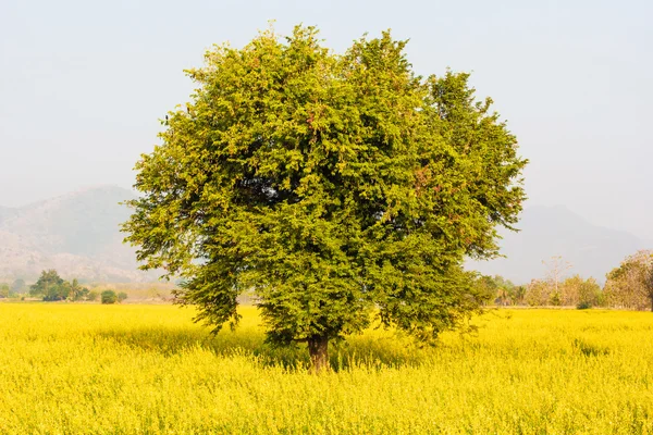 Bidang bunga Crotalaria Juncea — Stok Foto