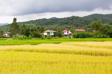 Kimliği belirsiz Tay çiftçi