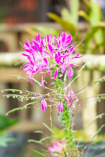 Fiore di ragno rosa o Cleome spinosa — Foto Stock