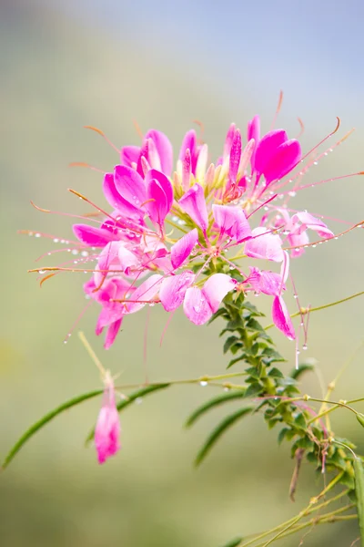 Pink Spider flower or Cleome spinosa — Stock Photo, Image