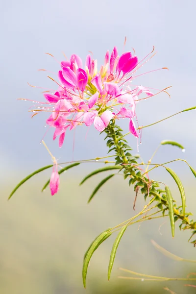 Rosa Spinnenblume — Stockfoto