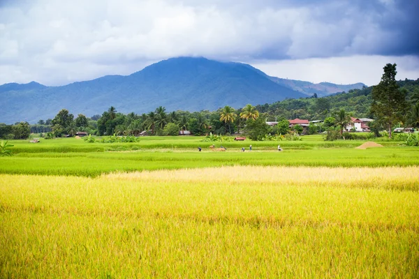 Natural rice field — Stock Photo, Image