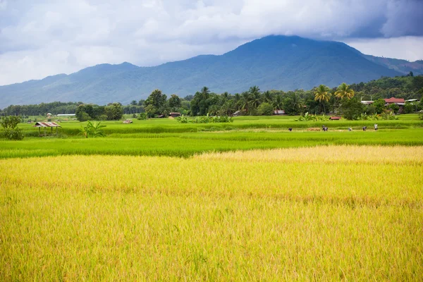 Campo de arroz natural —  Fotos de Stock