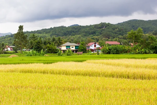 Unidentified Thai farmers — Stock Photo, Image