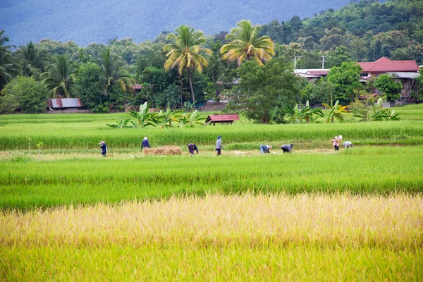Unbekannte thailändische Bauern — Stockfoto