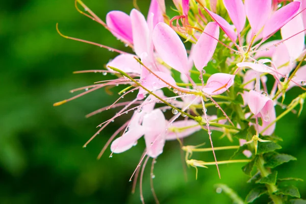 Pink Spider flower — Stock Photo, Image