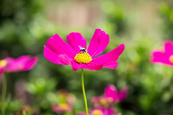 Rosa cosmo fiore in giardino — Foto Stock