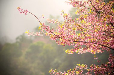 Vintage pembe kiraz çiçeği