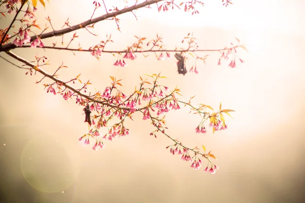 Vintage de flor de cerezo rosa (sakura ) —  Fotos de Stock