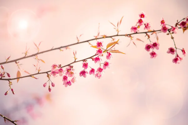 Süße rosa Kirschblüte — Stockfoto