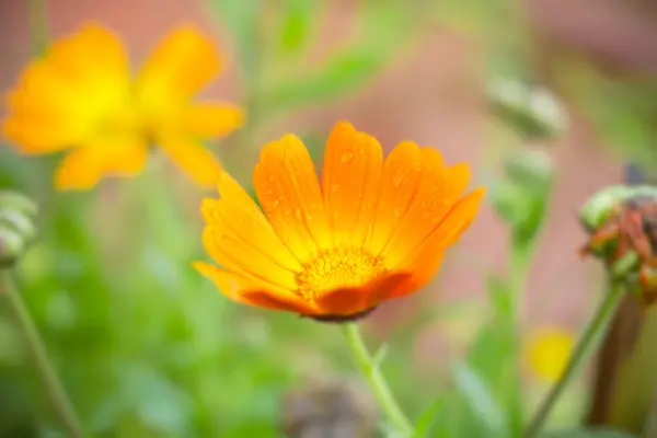 Flor cosmos amarelo fresco — Fotografia de Stock